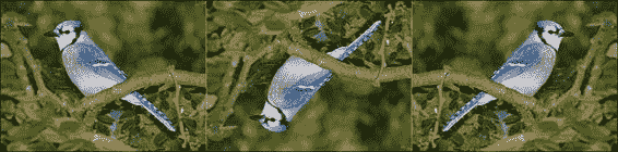 Loading and processing the images