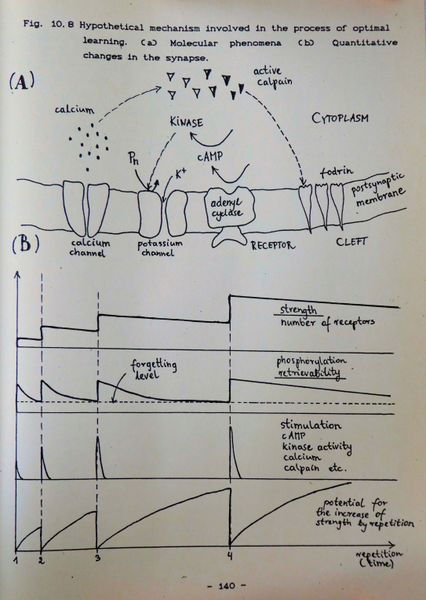 Hypothetical mechanism involved in the process of optimal learning