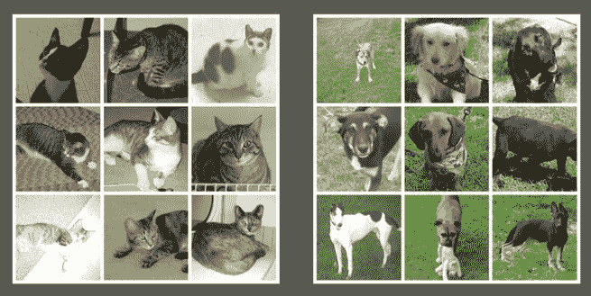 Discriminating Dogs and Cats