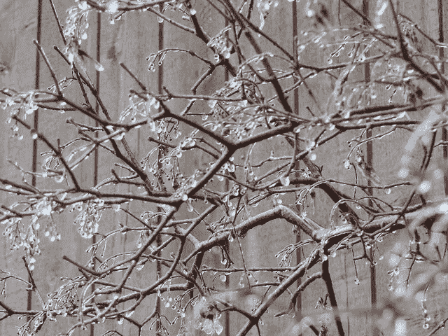 How to Visualize Gradient Boosting Decision Trees With XGBoost in Python
