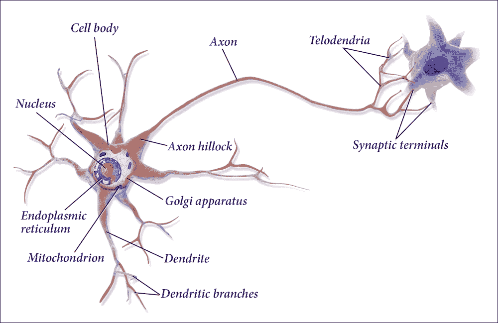 The biological neurons