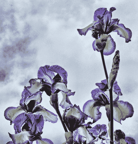 Irises